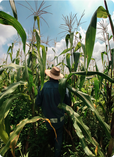 public://2024-05/corn-field_0.jpg