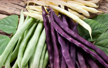 Bundles of different colour beans