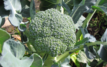 Broccoli plant