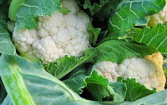 Heads of cauliflower