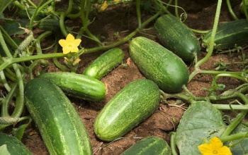 Cucumbers on the vine