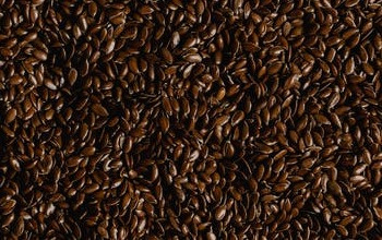 Pile of flax seeds