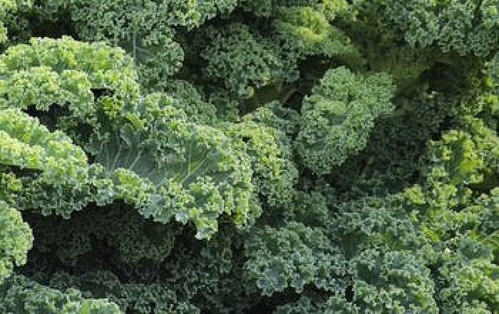 Bushel of Kale