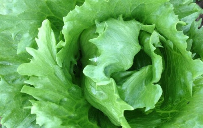 Lettuce