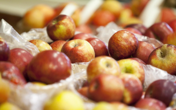 Baskets full of apples
