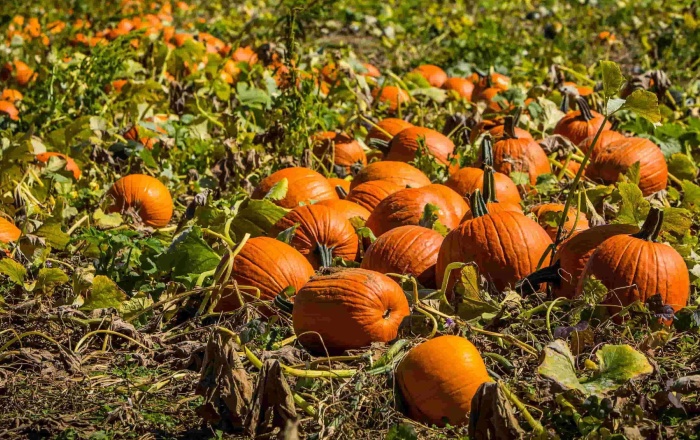 Pumpkin patch