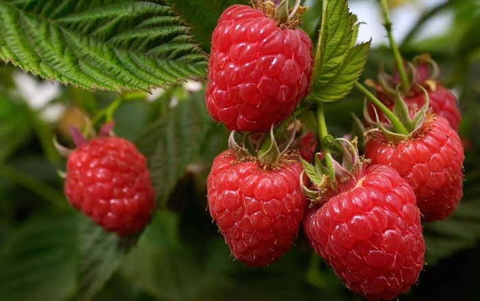 Raspberries