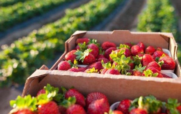 Strawberry basket with field behind