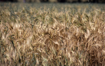 Wheat field