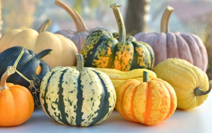 A pile of different varieties squash