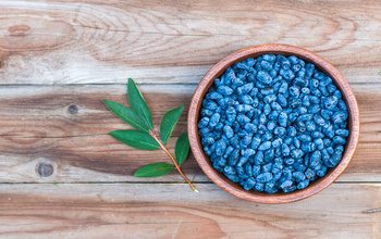 Bowl of haskap berries on a wooden table