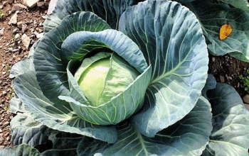 Cabbage in the ground